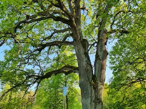 Bradesiai oak