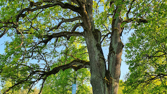 Bradesiai oak