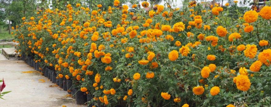 Horti Park Lampung