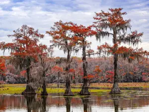 Caddo Lake WMA at the Canoe/Kayak Launch