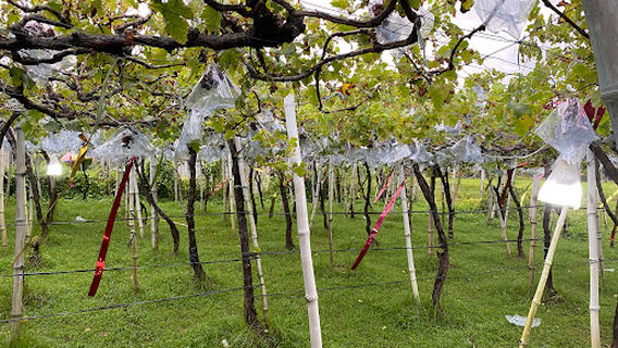 Manguerra Grapes Farm