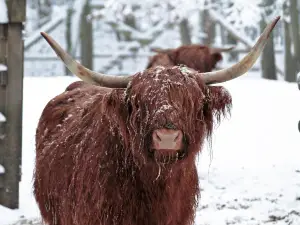 Wildpark an den Eichen