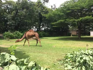 쿠마시 내셔널 줄라지컬 가든