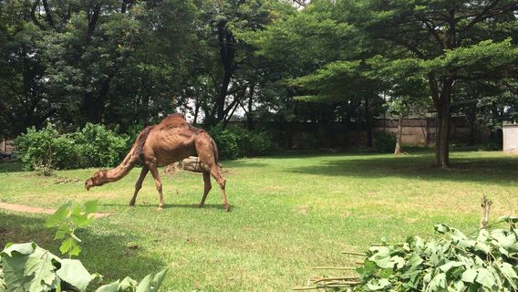 쿠마시