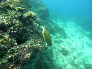 MolaMola Diving Center - Best Snorkeling & Scuba Diving Center in Muscat, Oman