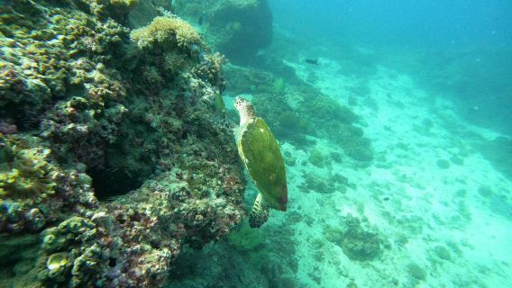 MolaMola Diving Center (Al Mouj) - Best Snorkeling & Scuba Diving Center in Muscat, Oman