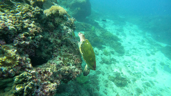 MolaMola Diving Center - Best Snorkeling & Scuba Diving Center in Muscat, Oman