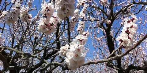 Shinshu Anzu no Sato Aguri Park