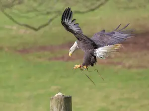 National Centre for Birds of Prey (NCBP)