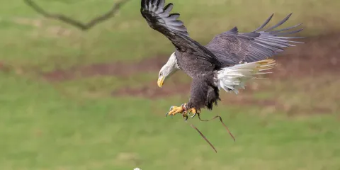 National Centre for Birds of Prey