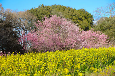 Koga Kubo Park