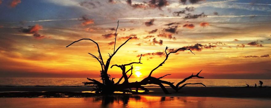 Driftwood Beach