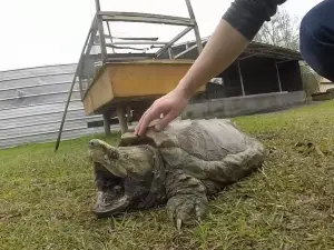 Kliebert's Turtle & Alligator Farm