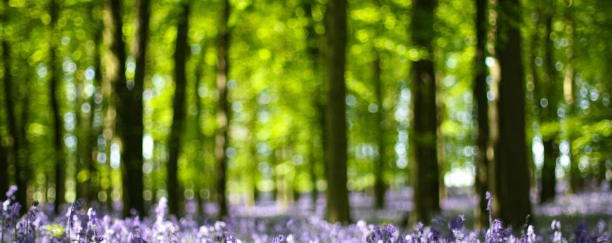 National Trust - Ashridge Estate