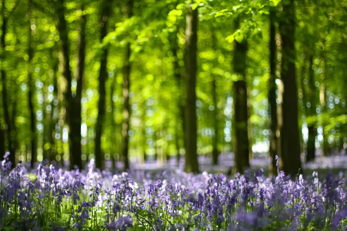 Hotels near National Trust - Ashridge Estate
