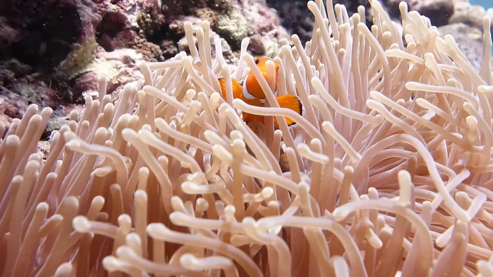 4_Scubaseb Diving Phuket