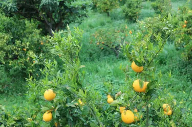 Panipat