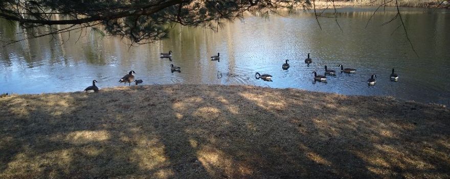 Depew Park