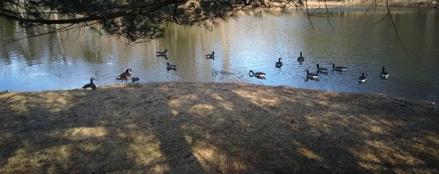 Depew Park