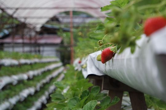 YZ Agro Farm (Muslim Farm)
