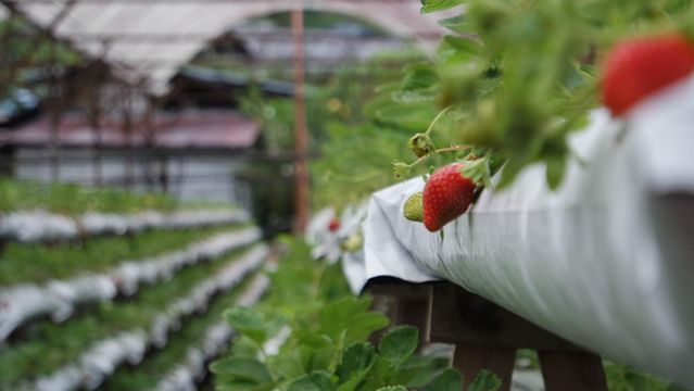 YZ Agro Farm (Muslim Farm)