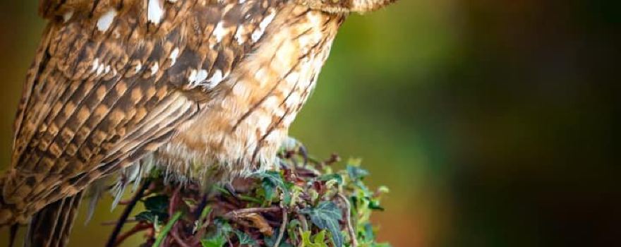 Shropshire Falconry Ltd