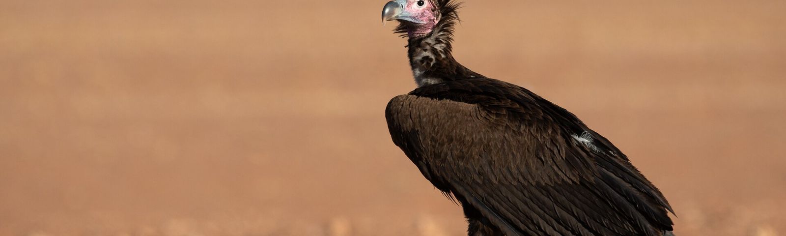 Sulmac VillageDay tours