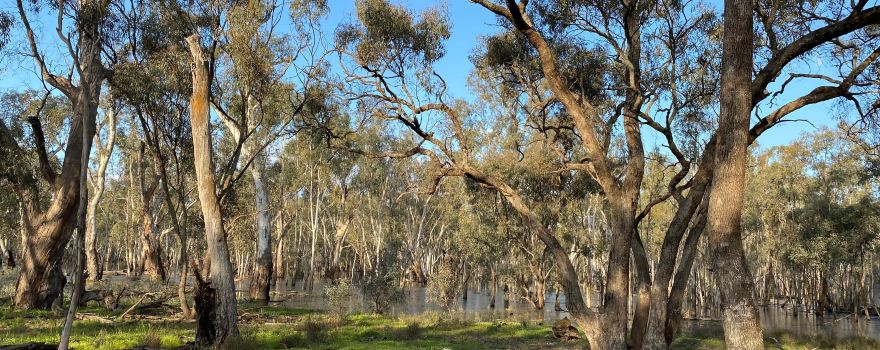 Murray Valley National Park