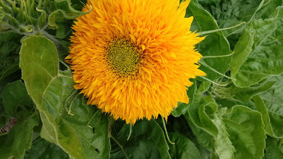 Rodzinny Ogród Działkowy "Polania"