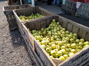Paugh's Orchard