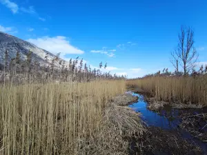 Dragoman Marsh