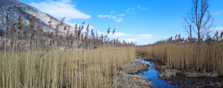 Dragoman Marsh
