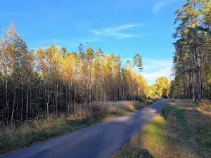 Tuchola Forest