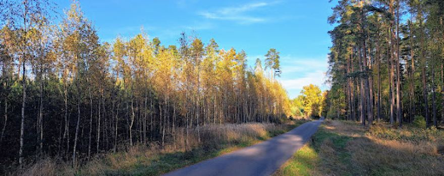 Tuchola Forest
