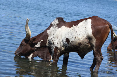 Hayk Lake