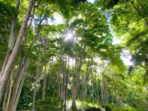 Rừng săng lẻ Tam Đình - Tương Dương