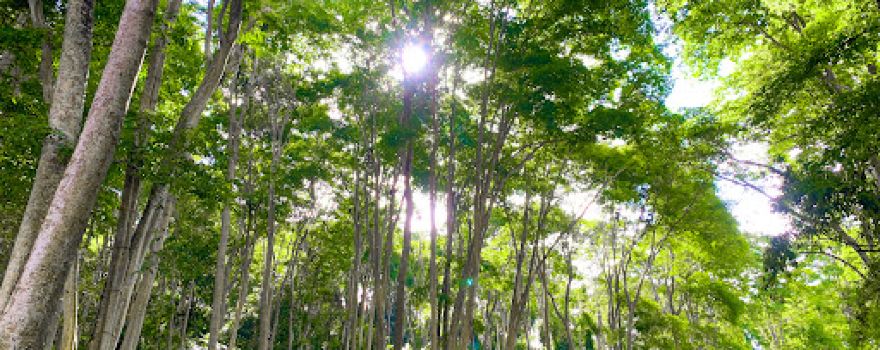 Rừng săng lẻ Tam Đình - Tương Dương