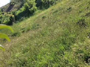 Forest Park