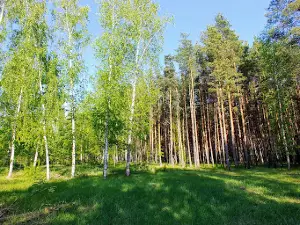 Shilovskiy Sosnovyy Les