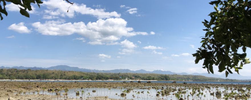 Mangroves - La Virgen Milagrosa
