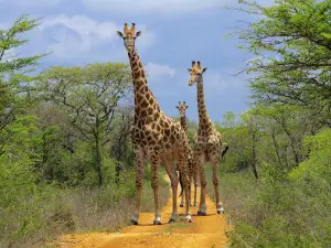 MANAVHELA - BEN LAVIN NATURE RESERVE