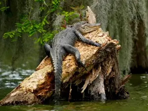 Champagnes Swamptours