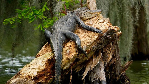 Champagnes Swamptours