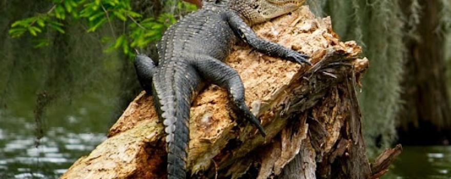 Champagnes Swamptours