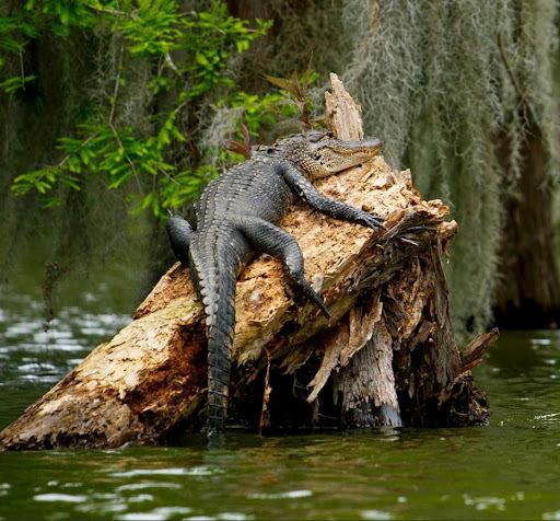 Champagne's Cajun Swamp Tours