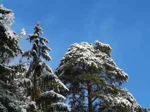 Ekskursionnyye Vol'yery Belovezhskaya Pushcha