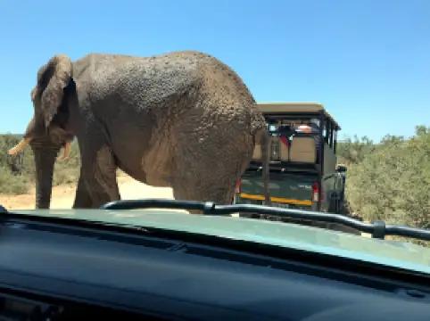 Spekboom Hide & Tented Camp