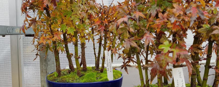 Bonsai Sturm