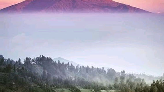 Tosari