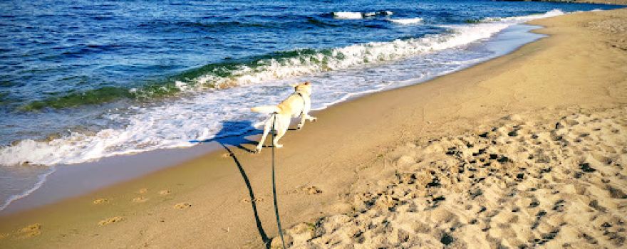 Dog beach